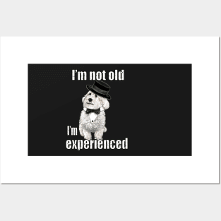 I’m not old I’m classic experienced funny humor getting older joke Cavapoo puppy dog Posters and Art